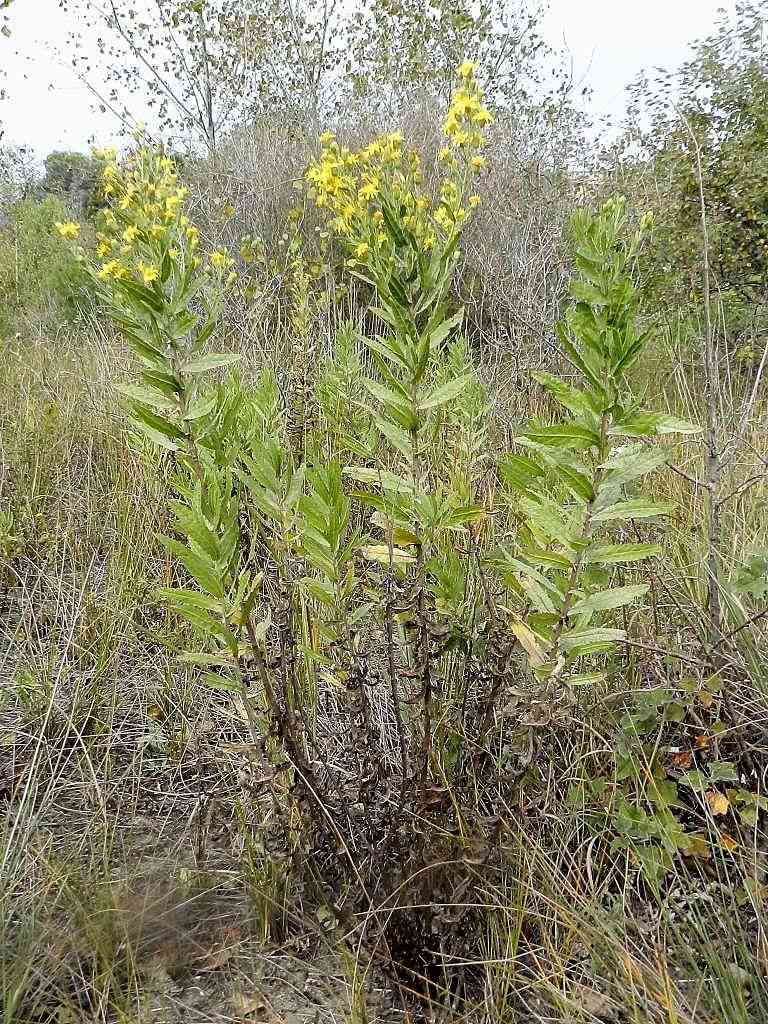 Dittrichia viscosa  (Asteraceae)